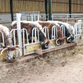 Tombstone feed fence
