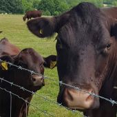 High Tensile Barbed Wire