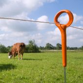 Ring Top Post