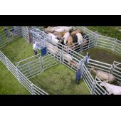 HDX1100 Clipex Cattle Crush