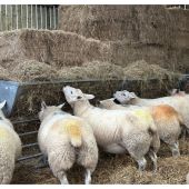Hook over Sheep Hayrack