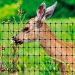 Plastic Deer Fence 100m