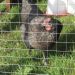 Light Aviary Welded Mesh 