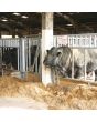 Bull Pen