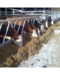 Diagonal Feed Fence Panel