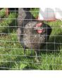 Light Aviary Welded Mesh 