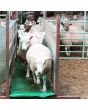 Foam Sheep Footbath