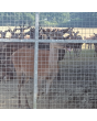 Deer / Security Meshed Gate Kit 3.6m