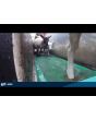 Foam Sheep Footbath