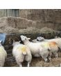 Hook over Sheep Hayrack