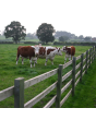 Sawn Post and Rail 