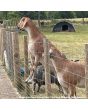 X™ fence® Cattle/Railway Fence XHT11-122-15 