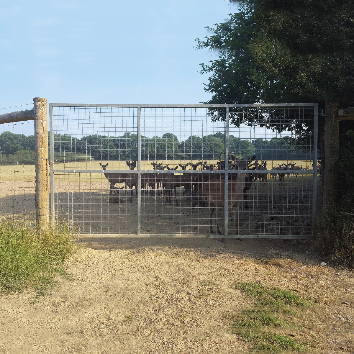 Fully Meshed Deer Gate
