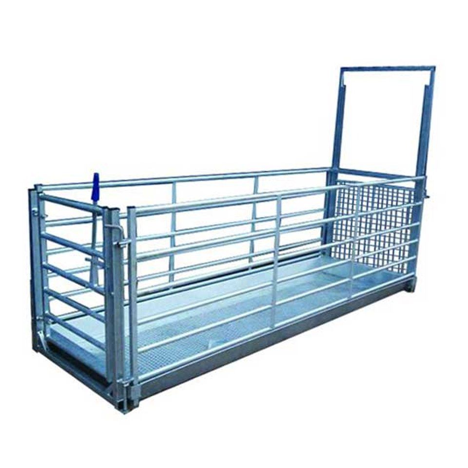 Sheep Stand in Footbath