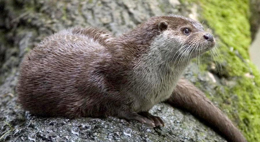 How To Choose The Right Fencing Specification For Otters