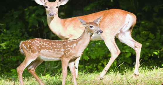 X™ Fence® – The Ultimate Solution In Deer Management