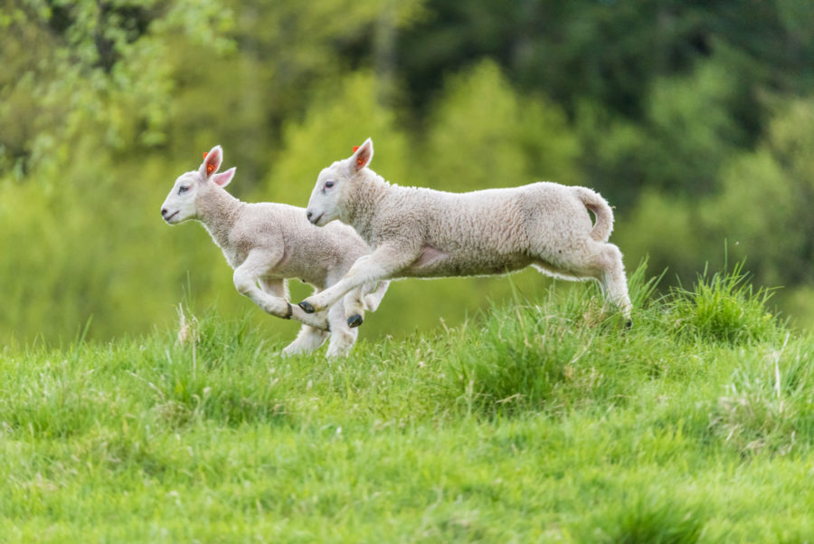 Preparing For Sheep Breeding