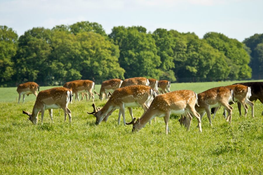 "It's a great product!" - Deer containment fence in Cornwall