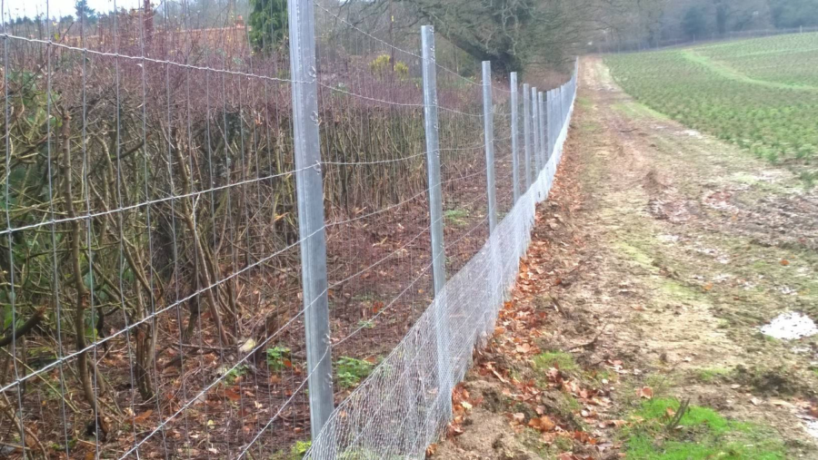 Tree Plantation Deer Protection - X Fence Fencing