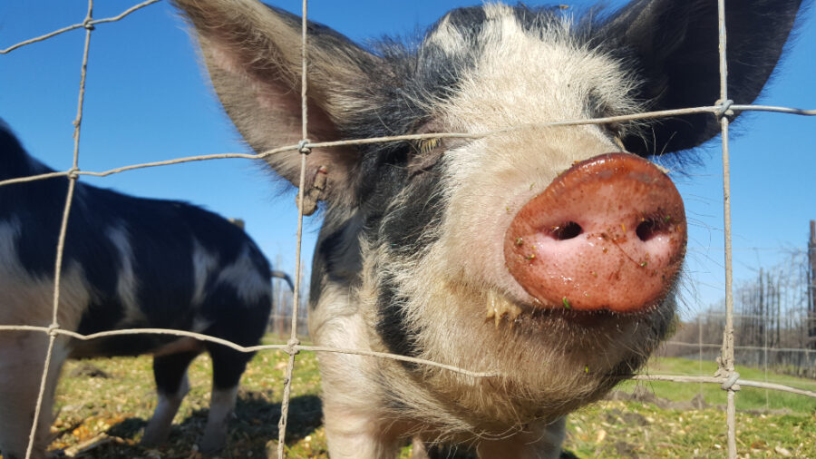 The Worlds in Ore! – The X fence Story