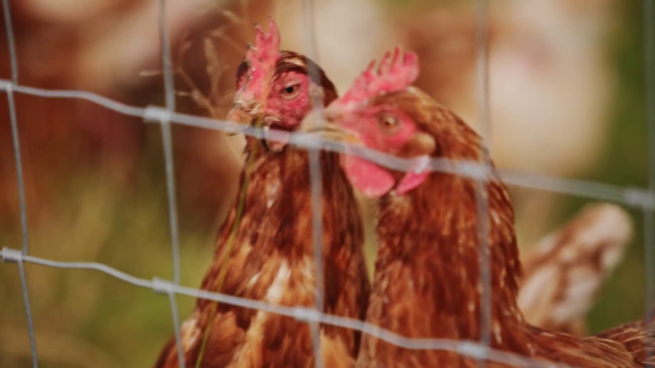 Clipex Fencing Chicken Farm by Mcveigh Parker