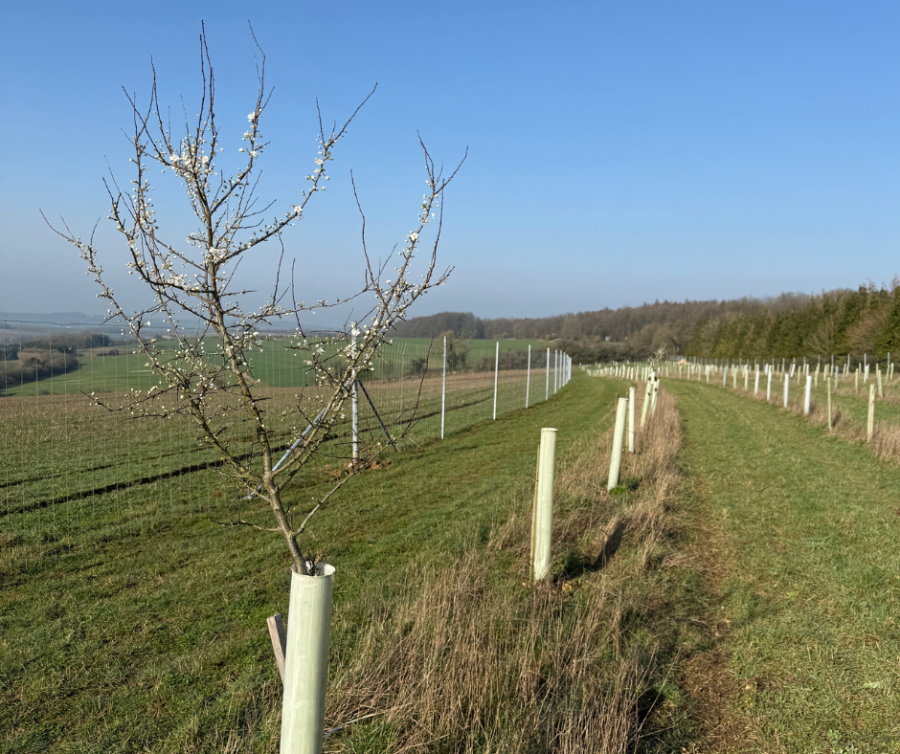 High‑Performance Deer Fencing for New Woodland Planting in the Cotswolds